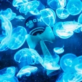 Kendama Krom Strogo 1% Bioluminescence (4).jpg